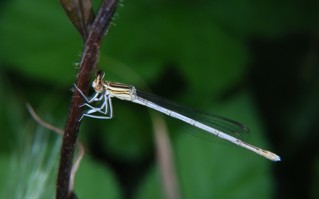 Libellula - Platycnemis pennipes (femmina)